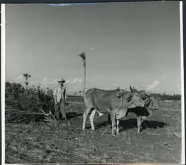 Agropecuária