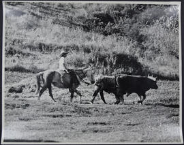 Agropecuária