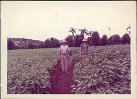 Lavoura - Soja no Posto Agropecuário de Ijuí