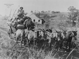 Transporte Produtos Agrícolas, Eduardo Jaunsem (autor).